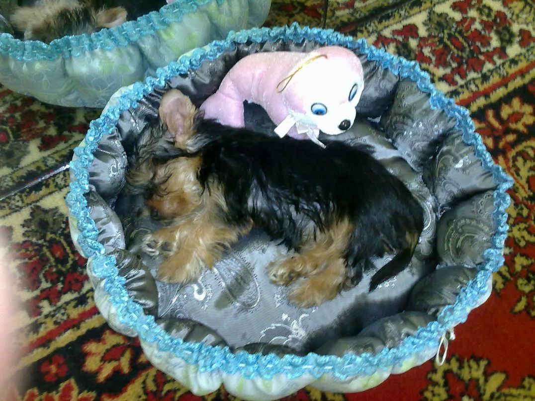 Marina Skorodumova | Мурманск