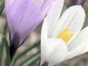 Виталия Сичевая | Кривой Рог