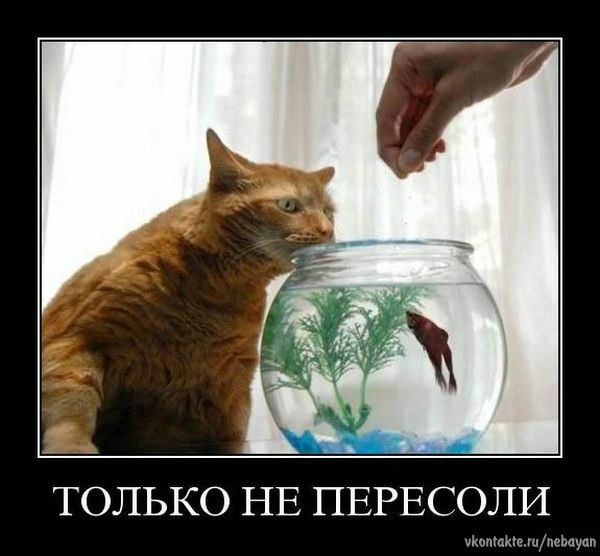 №57, Георгий Цоцанидзе, 12.5, Первоуральск №57, Георгий Цоцанидзе, 12.5, Первоуральск