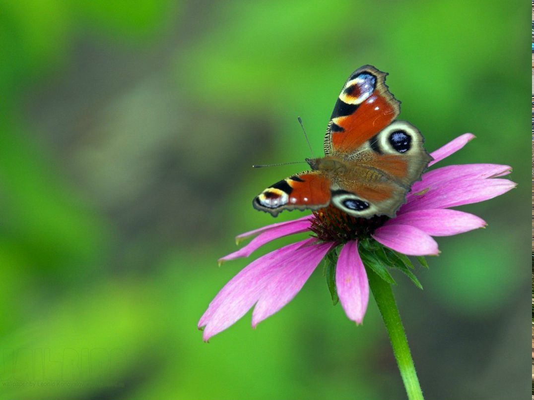 Андрей Круч | Омск