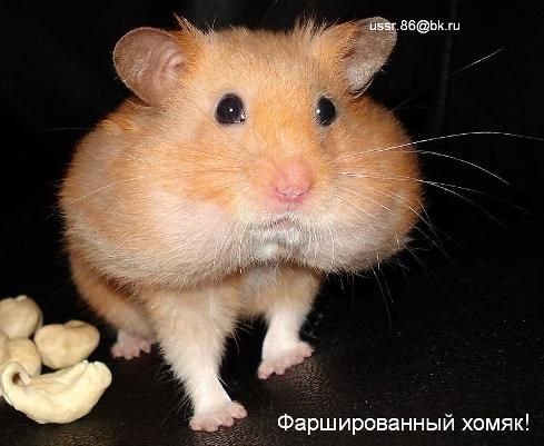 Елена Ободзинская | Москва