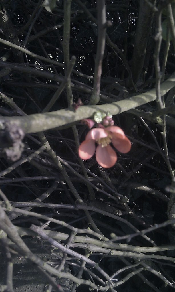 Anastasiya Kryvenko | London