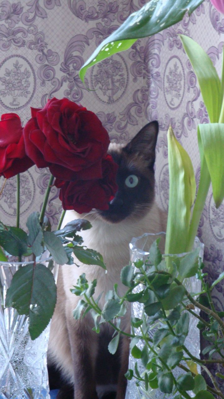 Фося Афанасьев | Санкт-Петербург