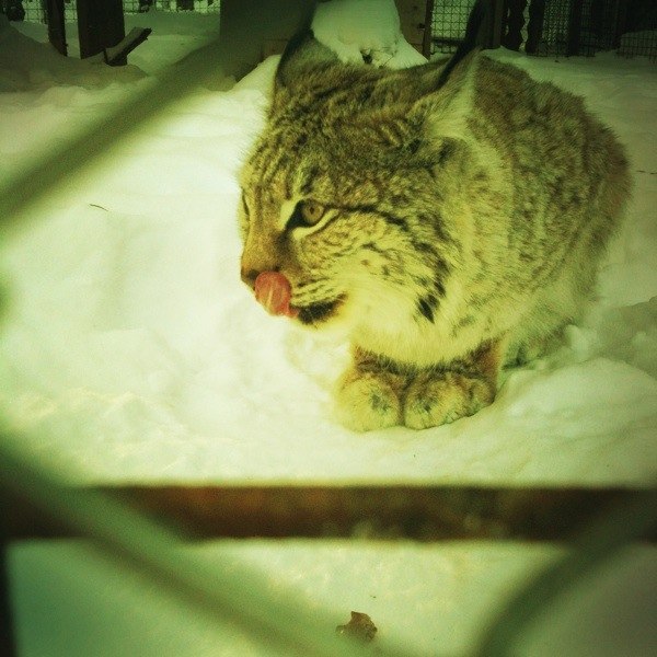 Оля Коваль | 