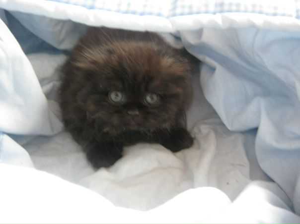 №26, Ольга Гребенщикова, Городищи №26, Ольга Гребенщикова, Городищи