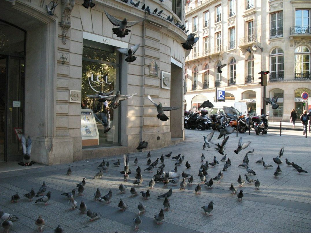 Елена Колонина | Калининград