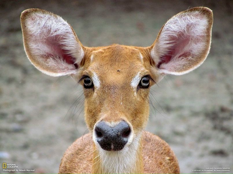 №10, Alexander Rozhenyuk №10, Alexander Rozhenyuk