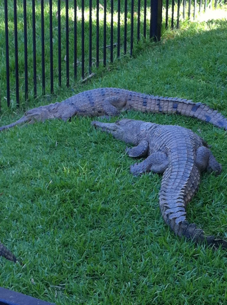 Роман Якобнюк | Gold Coast