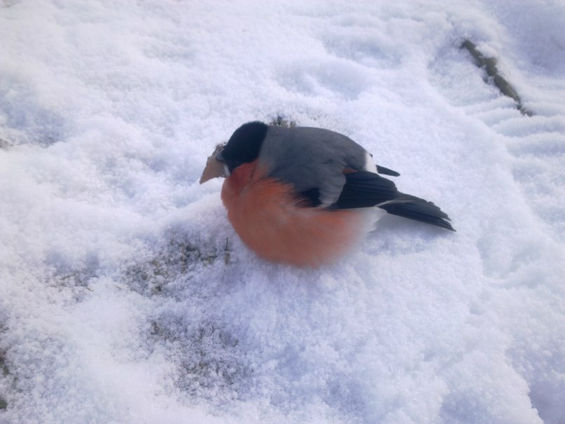 Роман Светов Alekseevich | 