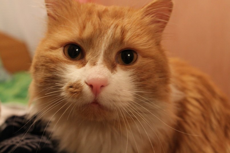 Лина Сидоренко | 