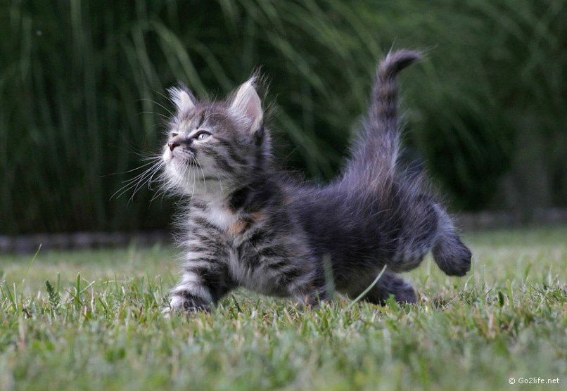 Игорь Репников | Брянск