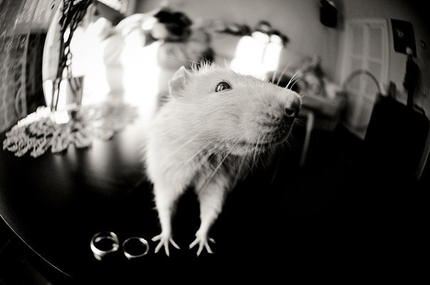 Наташа Демидова DAISY:) | Черновцы