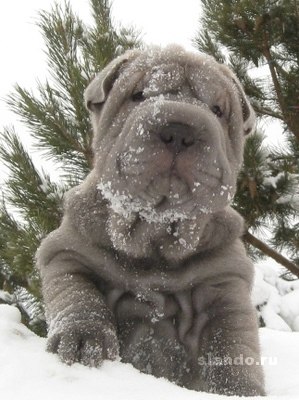 Александр Грозов | Арзамас