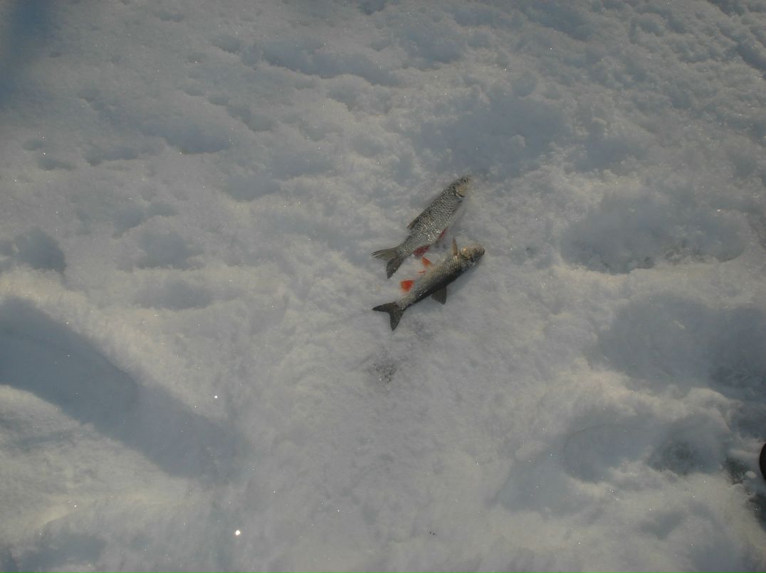 Дмитрий Ганнин | Сумы