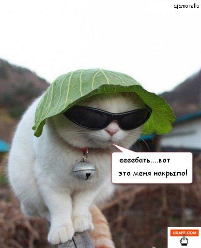 Жора Обама | Amsterdam