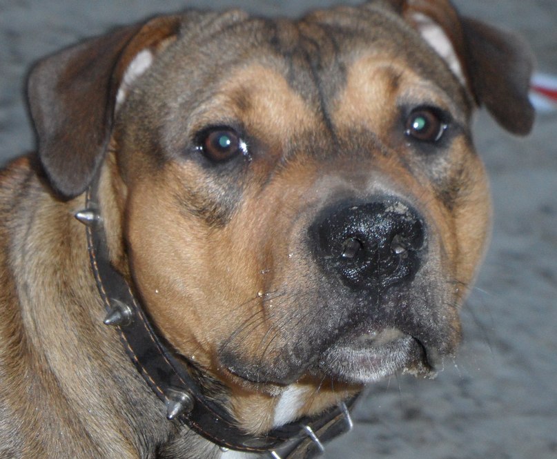 Николай Богуцкий | Киев