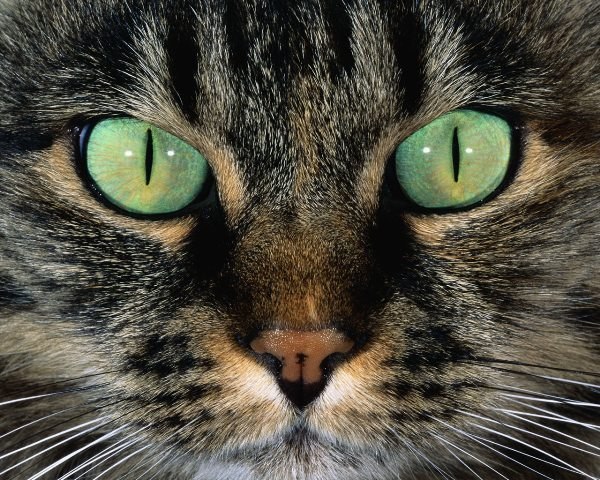 Ирина Сухенко | Киев