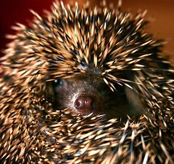 Ирина Вейзе | Москва