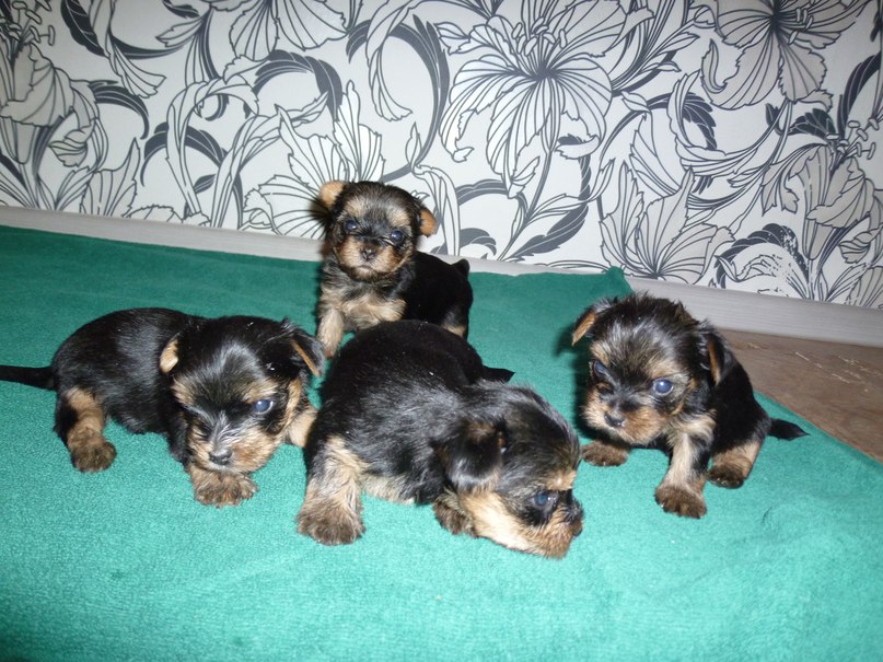 Татьяна Толоконцева | Череповец