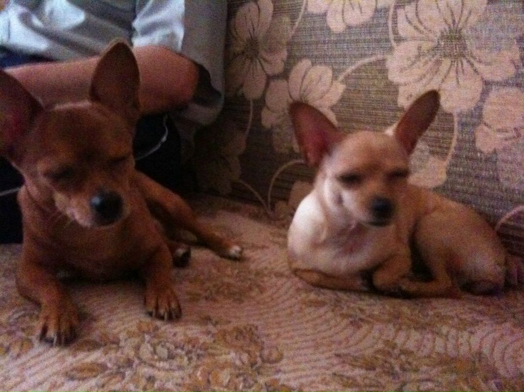 Анна Антоньян | Москва