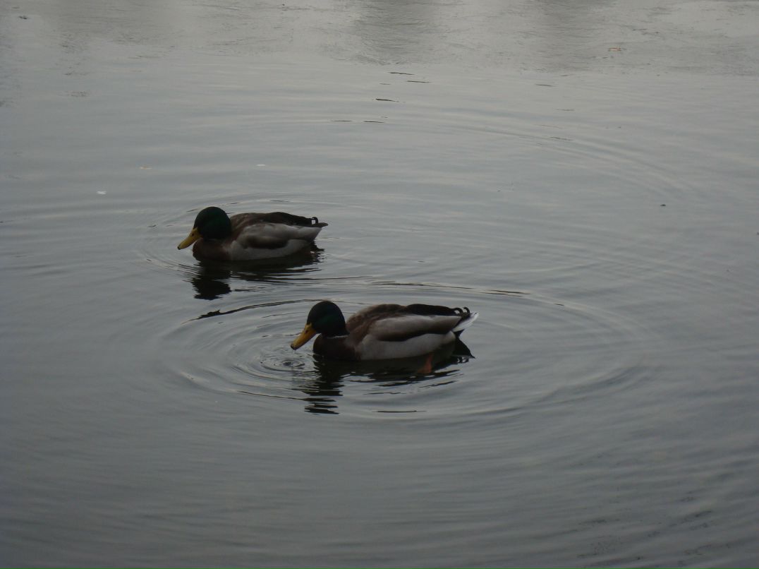 Юлиана Стенникова | Челябинск