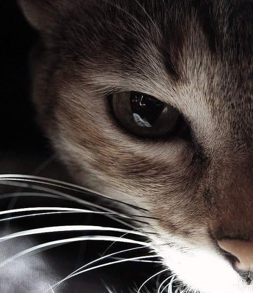 Павел Царь | Львов