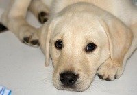 Катя Задорожная | Полтава