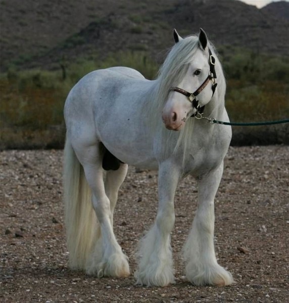 №9, Владислав Татауров №9, Владислав Татауров