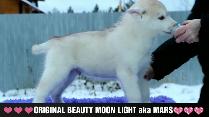 ORIGINAL BEAUTY MOON LIGHT aka