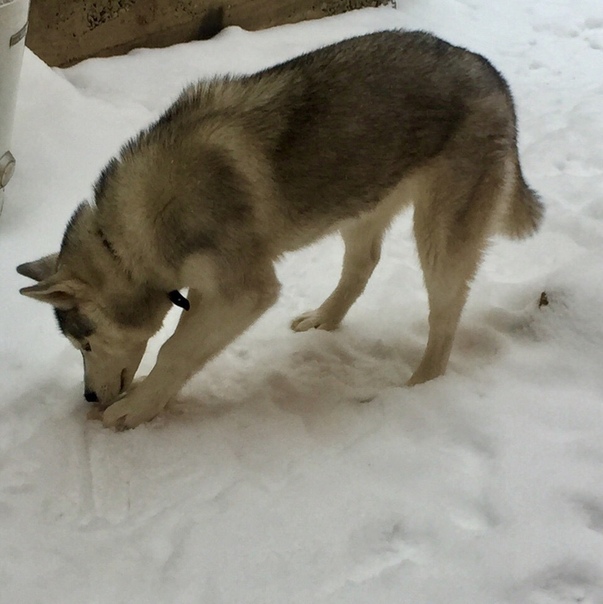 ВНИМАНИЕ,Друзья! Сегодня вечером.. ПОТЕРЯШКИ И НАЙДЕНЫШИ