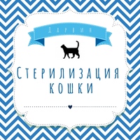 Стерилизация кошки