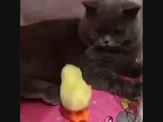 BrKNoVAAjAb.mp4