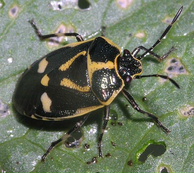 №65, Антон Андриевский, Москва, Россия №65, Антон Андриевский, Москва, Россия