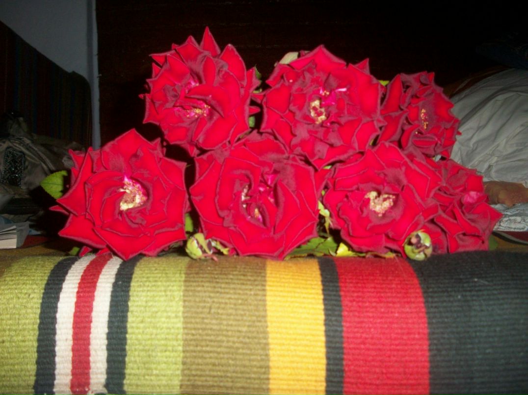 Елена Цапу | Кемь