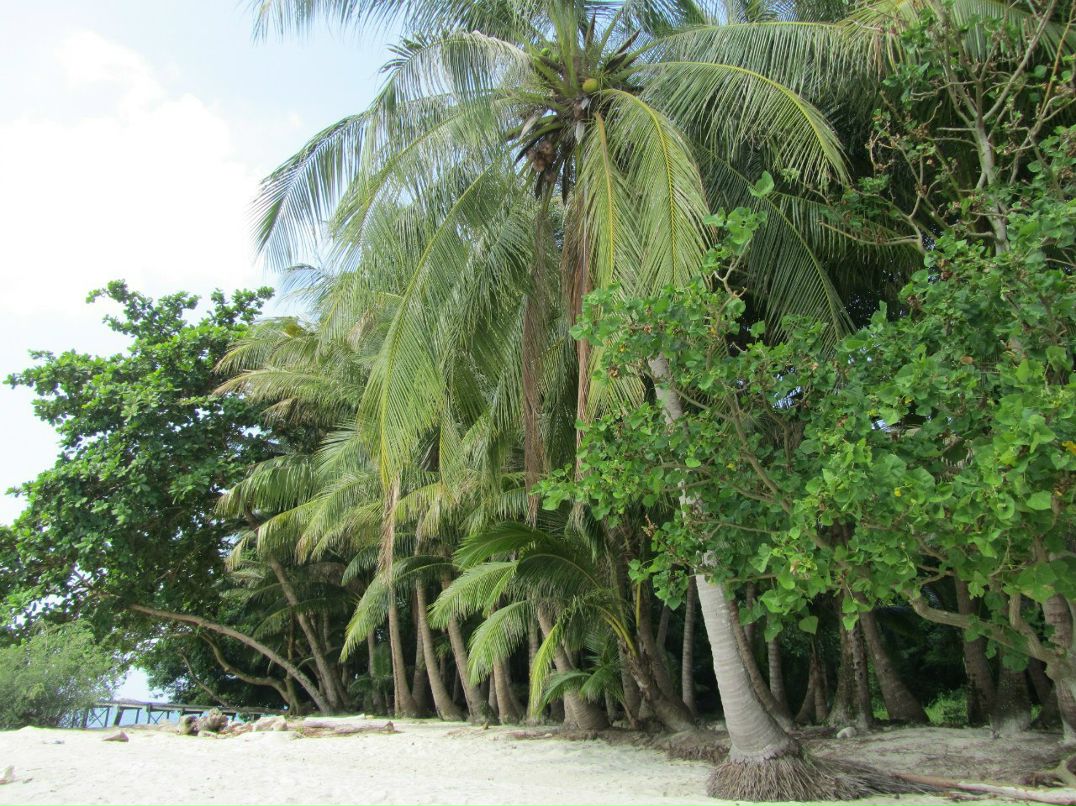 Антон Куссев | Москва