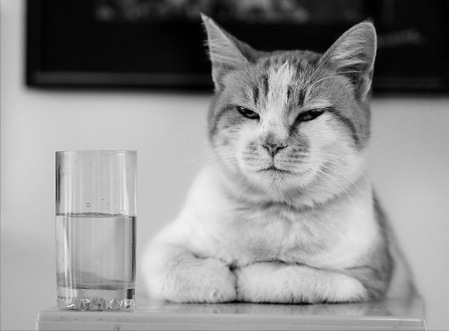 №4, Алина Чайка, Киев №4, Алина Чайка, Киев