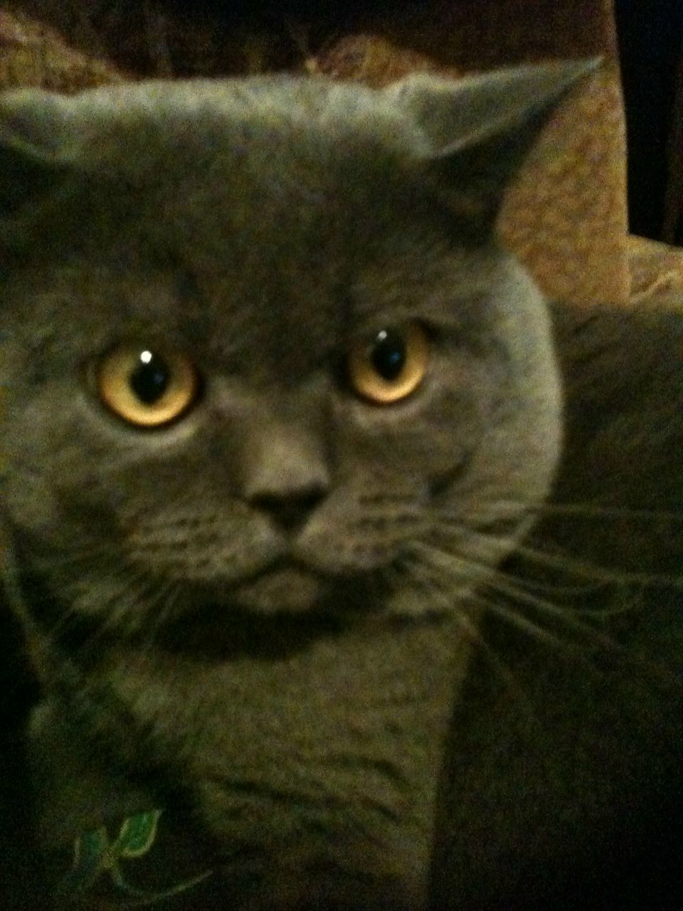 Любовь Борович-Коляда | 