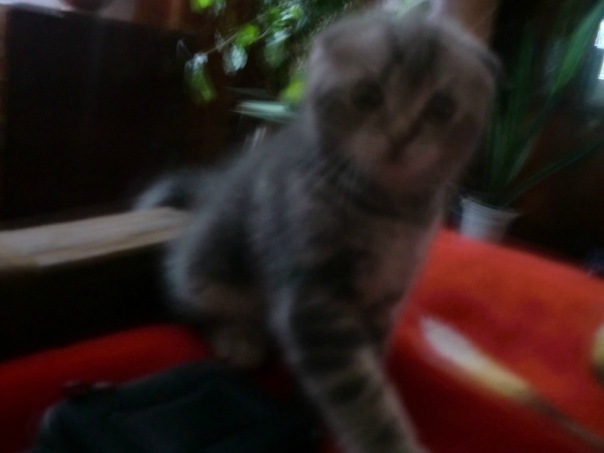 №3, Герман Немец №3, Герман Немец