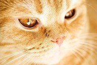 Свет Лана | Петрозаводск