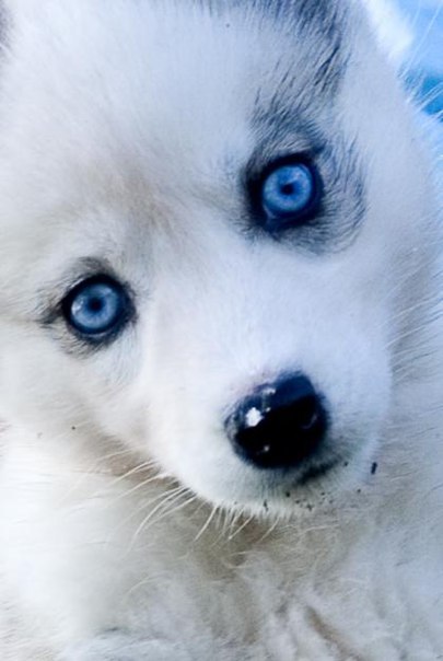 Света Жукова | Красногорск