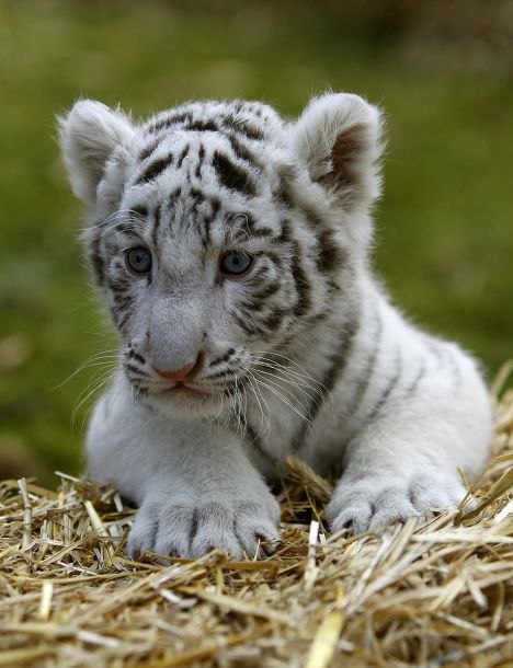 Almaz Burganov | Набережные Челны