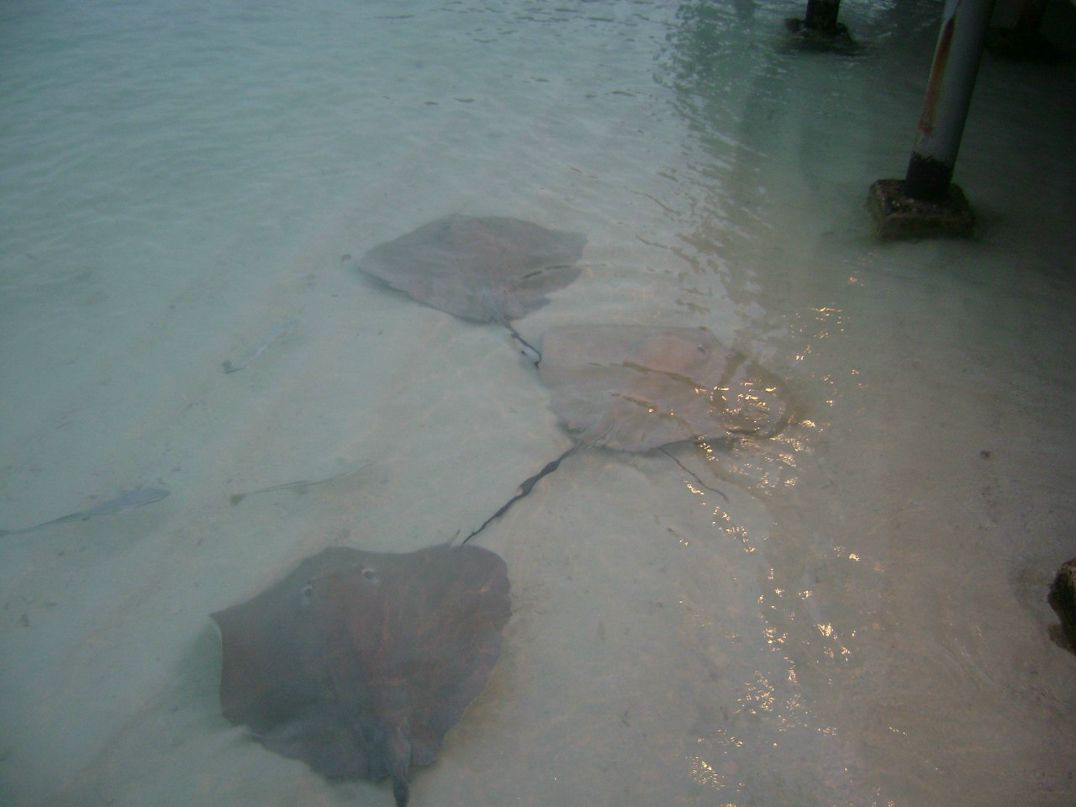 Татьяна Весёлкина | Самара