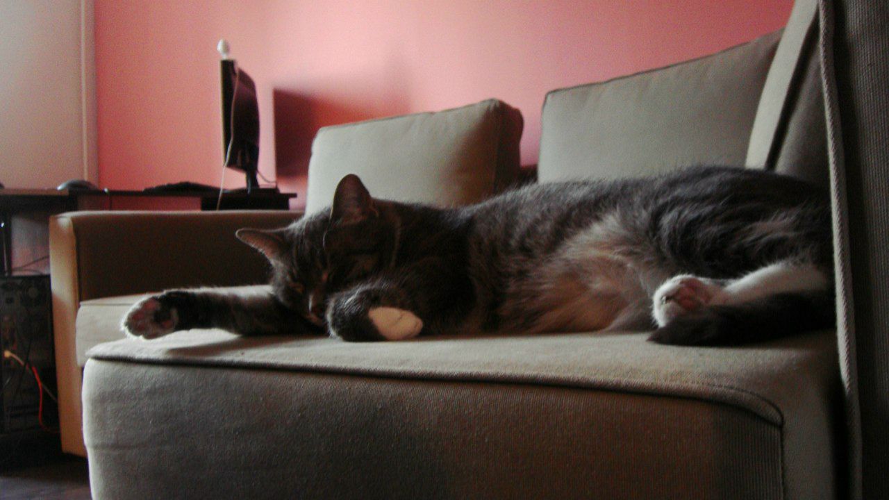 Венус Влайня | Санкт-Петербург