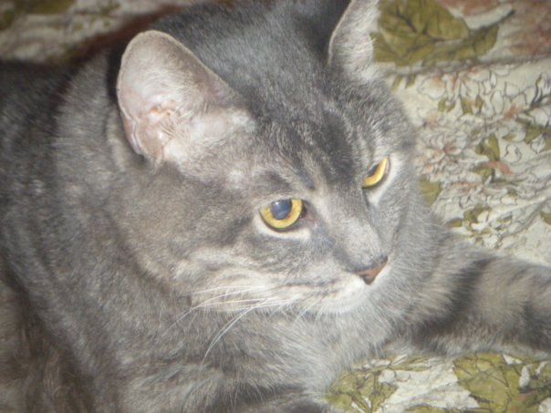 Светлана Богданова | Санкт-Петербург