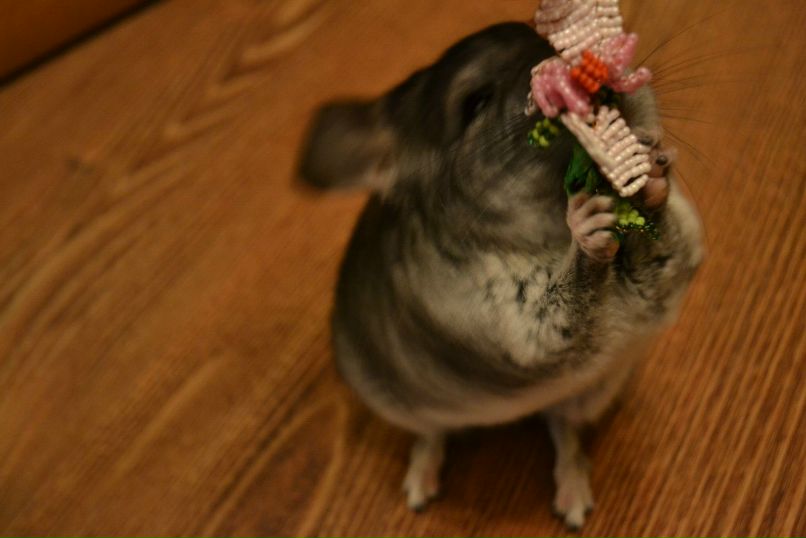 Katia Pereprosova | Москва