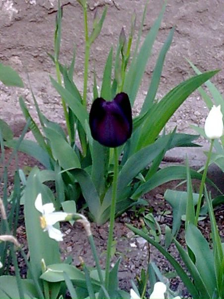 №56, Евгения Титаренко, Донецк №56, Евгения Титаренко, Донецк