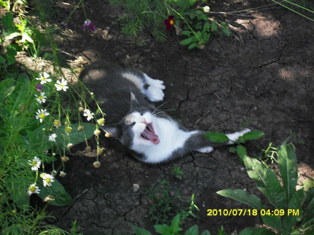 Антон Пошкурлат | Хрустальный / Красный Луч