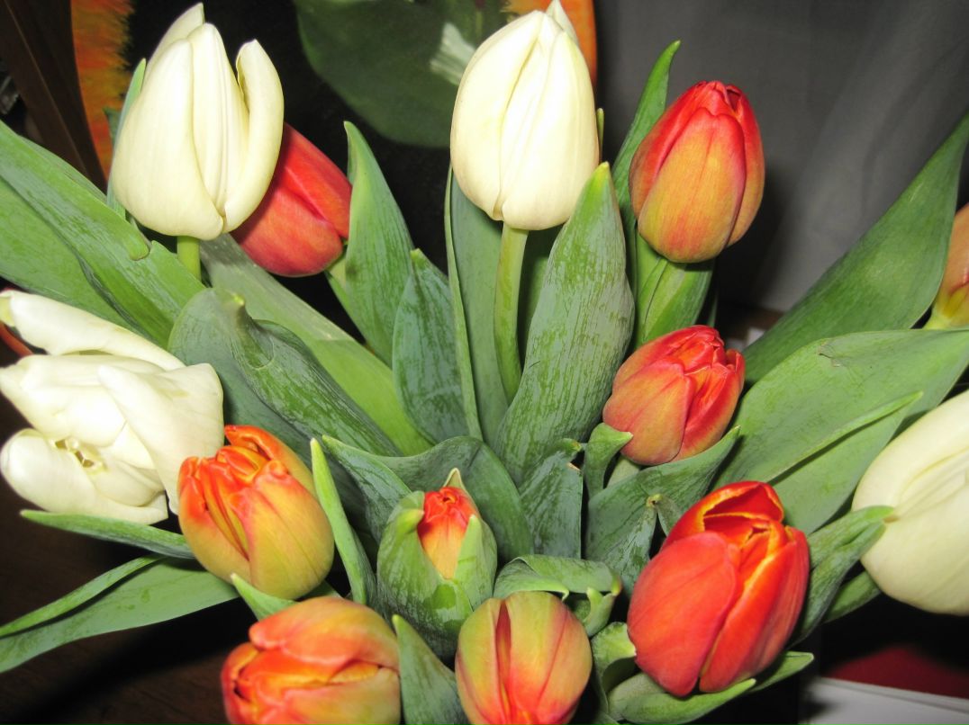 Елена Шмырова | Санкт-Петербург