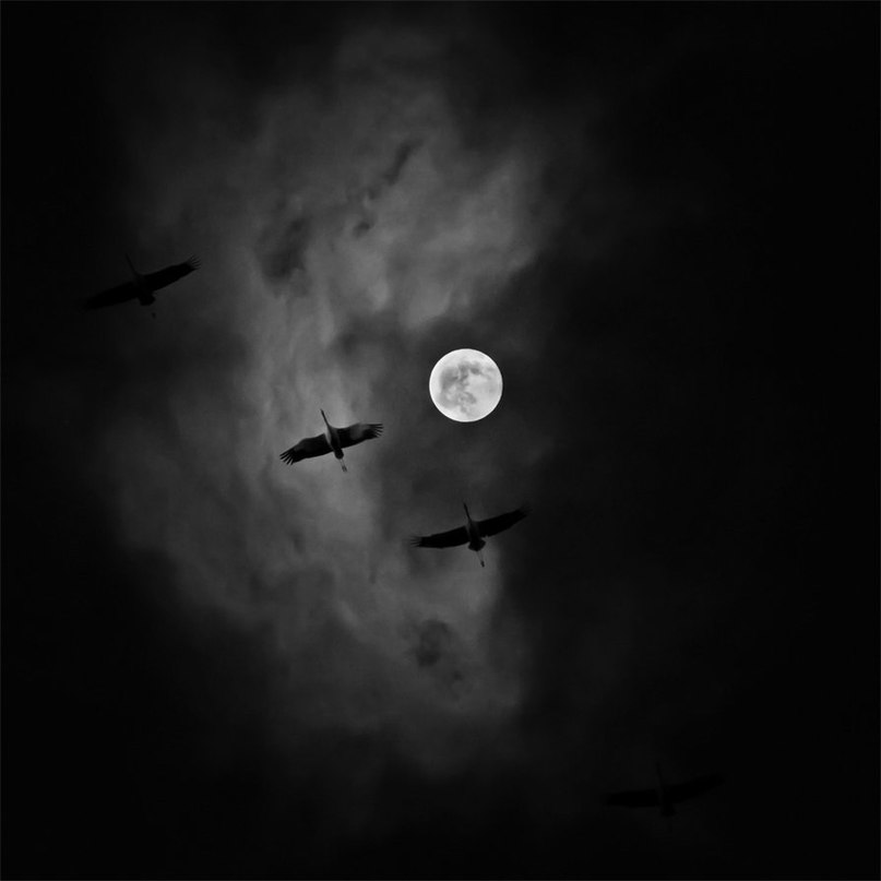 Murat Kızılkaya | Antalya