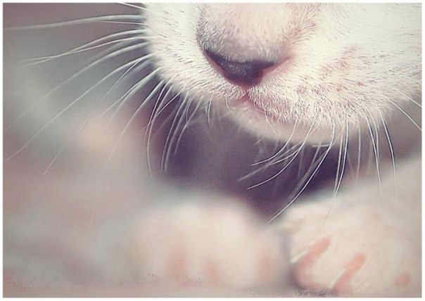 Зинаида Зосимова | Павловский Посад